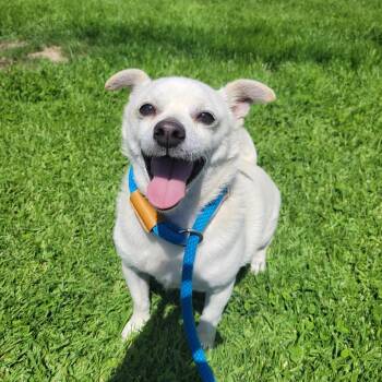 Chihuahua Dogs Available for Adoption in Long Beach, California - Buster | PetCurious