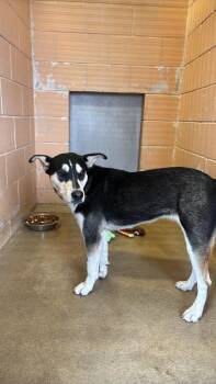 Mimi (Mermaid) -  German Shepherd Dog and Siberian Husky Dog Available for Adoption in New Braunfels, Texas - Mimi (Mermaid) | PetCurious