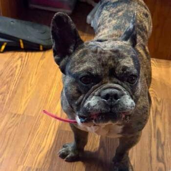 Coco -  French Bulldog Dog for Adoption in Chino Valley, Arizona - Coco | PetCurious