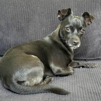 Chihuahua Dogs Available for Adoption - Dante | PetCurious