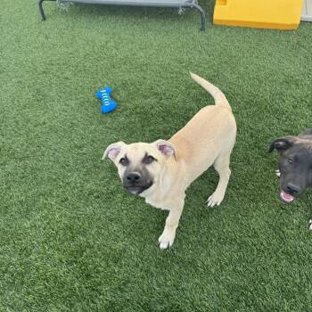 Glory -  Labrador Retriever and German Shepherd Dog Dog for Adoption in Tacoma, Washington - Glory | PetCurious