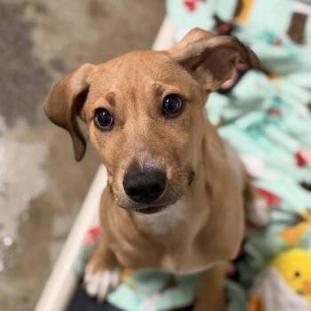 Hound Dogs Available for Adoption in Sacramento, California - Trapper  | PetCurious