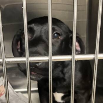 Harry -  Mixed Breed Dog for Adoption in Parma, Ohio - Harry | PetCurious