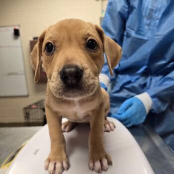 Sequoia -  Labrador Retriever and Mixed Breed Dog for Adoption in San Antonio, Texas - Sequoia | PetCurious