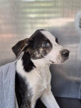 RED FRANKS -  American Staffordshire Terrier Dog for Adoption in San Antonio, Texas - RED FRANKS | PetCurious