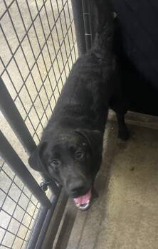 Diamond Doll (Maxine) -  Labrador Retriever Dog for Adoption in Osgood, Indiana - Diamond Doll (Maxine) | PetCurious