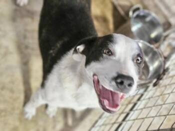 Rescue Labrador Retriever Dogs for Adoption in Manchester, Connecticut - China | PetCurious