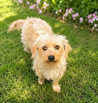 Shih Tzu Dogs Available for Adoption in Monroe, North Carolina - Luna | PetCurious