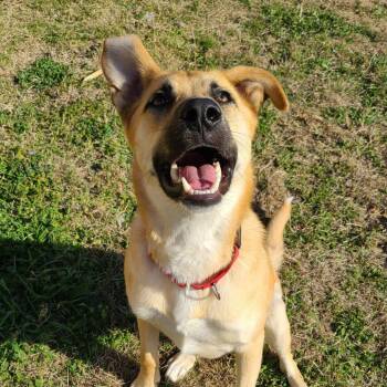 German Shepherd Dog Dogs Available for Adoption in Dallas, Texas - Tony | PetCurious