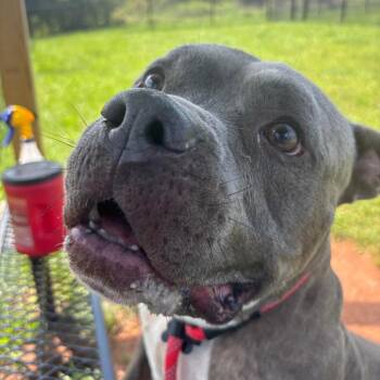 Blue -  Pit Bull Terrier Dog for Adoption in York, Pennsylvania - Blue | PetCurious