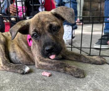 Rebbie Jackson -  Mountain Cur Dog for Adoption in Germantown, Ohio - Rebbie Jackson | PetCurious
