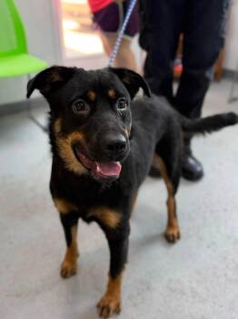 Alfy -  Mixed Breed Dog for Adoption in Leitchfield, Kentucky - Alfy | PetCurious
