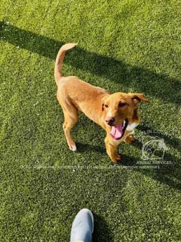 Rescue Mixed Breed Dogs for Adoption in Kenansville, North Carolina - MECCA | PetCurious