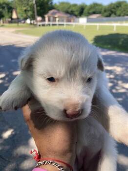 Mixed Breed Dogs Available for Adoption in Dallas, Texas - LAYLA | PetCurious