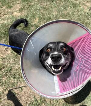 Black Labrador Retriever Dogs Available for Adoption in Conway, South Carolina - Harley - Please, PLEASE Pick Me | PetCurious
