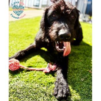 Raven Litter -  Labrador Retriever and Goldendoodle Dog for Adoption in Inglewood, California - Raven Litter | PetCurious