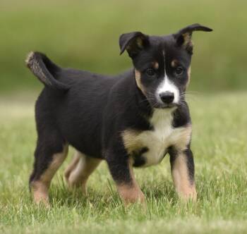 Australian Shepherd and Shepherd Dogs Available for Adoption in Mechanicsburg, Pennsylvania - Adalia | PetCurious