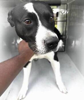 Pit Bull Terrier and Mixed Breed Dogs Available for Adoption in Houston, Texas - THOR | PetCurious