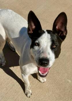 Hound Dogs Available for Adoption - Shelly | PetCurious