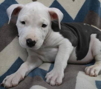 Staffordshire Bull Terrier Dogs Available for Adoption in Thief River Falls, Minnesota - Pablo | PetCurious