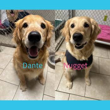 Golden Retriever Dogs Available for Adoption in Pacific, Missouri - Dante & Nugget Bonded Pair | PetCurious