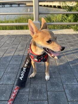 Sugar Pea -  Chihuahua Dog for Adoption in New York, New York - Sugar Pea | PetCurious