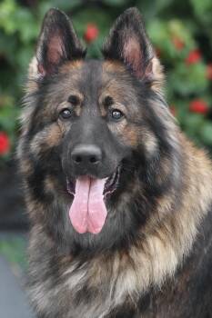 Nala von Neetzka -  German Shepherd Dog Dog for Adoption in Los Angeles, California - Nala Von Neetzka | PetCurious