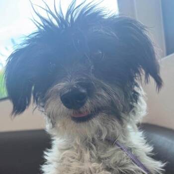 Leslie Lisa F NV -  Terrier and Mixed Breed Dog for Adoption in Las Vegas, Nevada - Leslie Lisa F NV | PetCurious
