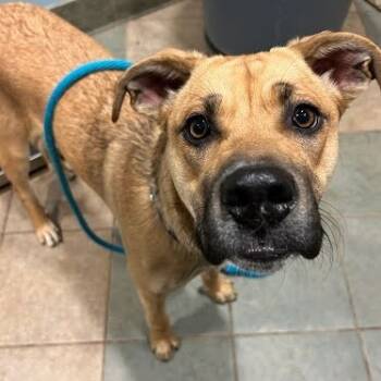Rescue Mixed Breed Dogs for Adoption in Chattanooga, Tennessee - Mayhem (May May) | PetCurious