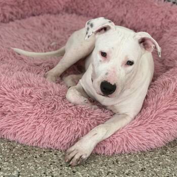Trinity -  Pit Bull Terrier and Mixed Breed Dog for Adoption in Oak Ridge North, Texas - Trinity | PetCurious