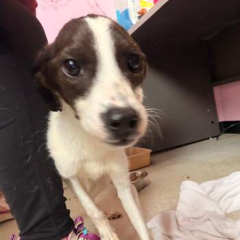 Journey -  Australian Cattle Dog Blue Heeler and Jack Russell Terrier Dog for Adoption in Franklin, North Carolina - Journey | PetCurious