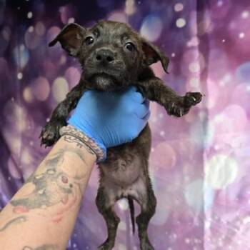 Siracha -  Pit Bull Terrier and Mixed Breed Dog for Adoption in Fort Collins, Colorado - Siracha | PetCurious