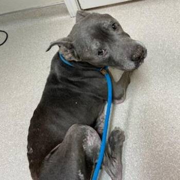 Amelia/Blue -  Mixed Breed Dog for Adoption in Dickinson, Texas - Amelia/Blue | PetCurious