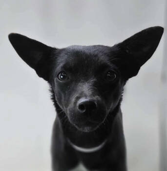 Rescue Chihuahua and Terrier Dogs for Adoption in New York, New York - Apricot | PetCurious