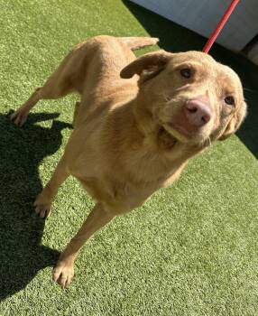 Retriever Dogs Available for Adoption in Rockaway, New Jersey - Mindi Dixon | PetCurious