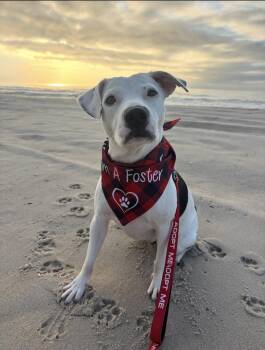 American Staffordshire Terrier Dogs Available for Adoption in Ocean Township, New Jersey - Shelby- Special Girl! | PetCurious