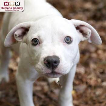 Misty -  Mixed Breed Dog for Adoption in Hudson, New Hampshire - Misty | PetCurious
