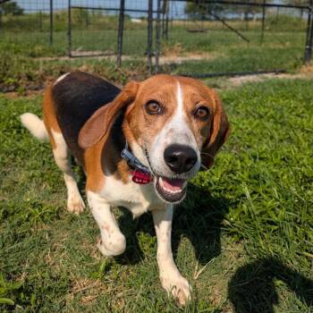 Rescue Beagle Dogs for Adoption in Nowata, Oklahoma - Henry | PetCurious