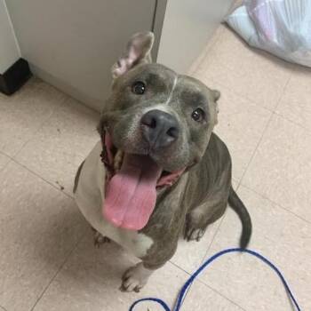 Trina -  Mixed Breed Dog for Adoption in West Palm Beach, Florida - Trina | PetCurious