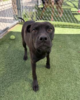 Pit Bull Terrier and Staffordshire Bull Terrier Dogs Available for Adoption in Shermans Dale, Pennsylvania - Bouncer | PetCurious