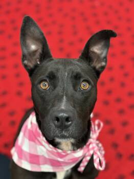 Moundie -  Shepherd and Cattle Dog Dog for Adoption in Detroit, Michigan - Moundie | PetCurious