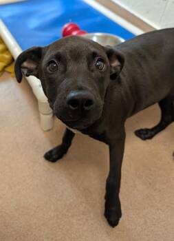 Hall -  Catahoula Leopard Dog and Miniature Pinscher Dog for Adoption in Santa Rosa, California - Hall | PetCurious