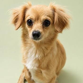 Buttons -  Chihuahua and Mixed Breed Dog for Adoption in Kim, Colorado - Buttons | PetCurious