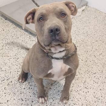 Pepsi Man -  American Staffordshire Terrier and Labrador Retriever Dog for Adoption in Hattiesburg, Mississippi - Pepsi Man | PetCurious