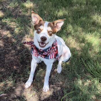 RASCAL IS 16 POUNDS -  Terrier and Dachshund Dog for Adoption in Kaufman, Texas - RASCAL IS 16 POUNDS | PetCurious