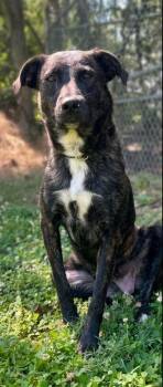 Athena -  Mixed Breed Dog for Adoption in Russellville, Kentucky - Athena | PetCurious
