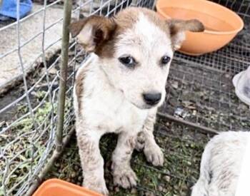 A658342 -  Australian Cattle Dog Blue Heeler Dog for Adoption in Houston, Texas - A658342 | PetCurious