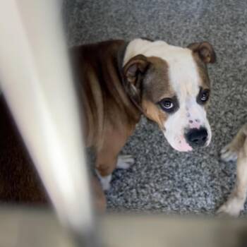 Trigger -  English Bulldog Dog for Adoption in Morganton, North Carolina - Trigger | PetCurious