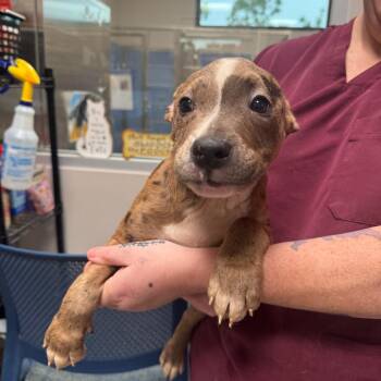 Pocahontas -  Catahoula Leopard Dog and Pit Bull Terrier Dog for Adoption in Englewood, Florida - Pocahontas | PetCurious