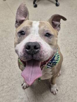 Surf -  Mixed Breed Dog for Adoption in Hamilton, Ohio - Surf | PetCurious